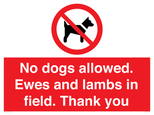 No dogs allowed. Ewes and lambs in field. Thank you