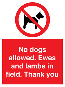 No dogs allowed. Ewes and lambs in field. Thank you