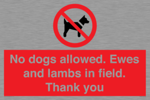 No dogs allowed. Ewes and lambs in field. Thank you