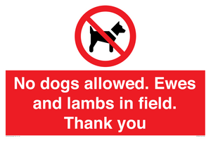 No dogs allowed. Ewes and lambs in field. Thank you