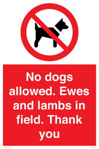 No dogs allowed. Ewes and lambs in field. Thank you