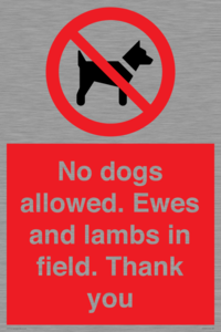 No dogs allowed. Ewes and lambs in field. Thank you