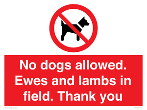 No dogs allowed. Ewes and lambs in field. Thank you