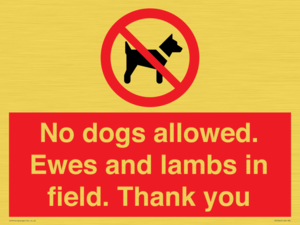 No dogs allowed. Ewes and lambs in field. Thank you