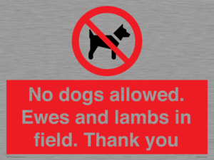 No dogs allowed. Ewes and lambs in field. Thank you
