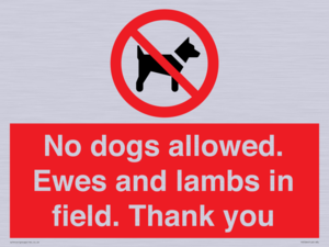 No dogs allowed. Ewes and lambs in field. Thank you