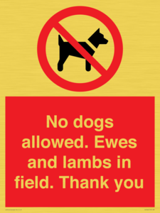 No dogs allowed. Ewes and lambs in field. Thank you
