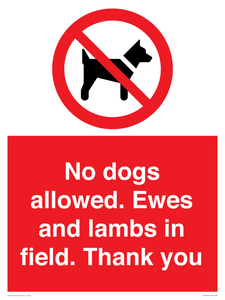No dogs allowed. Ewes and lambs in field. Thank you