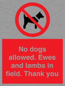 No dogs allowed. Ewes and lambs in field. Thank you