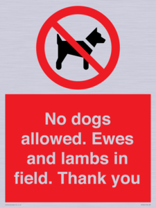 No dogs allowed. Ewes and lambs in field. Thank you