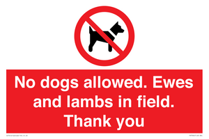 No dogs allowed. Ewes and lambs in field. Thank you