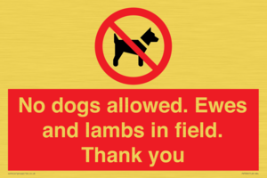 No dogs allowed. Ewes and lambs in field. Thank you