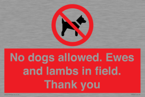 No dogs allowed. Ewes and lambs in field. Thank you