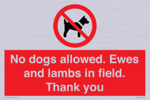 No dogs allowed. Ewes and lambs in field. Thank you