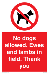 No dogs allowed. Ewes and lambs in field. Thank you