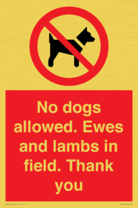 No dogs allowed. Ewes and lambs in field. Thank you