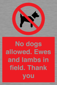 No dogs allowed. Ewes and lambs in field. Thank you