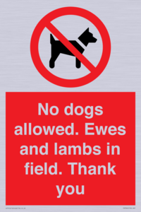 No dogs allowed. Ewes and lambs in field. Thank you