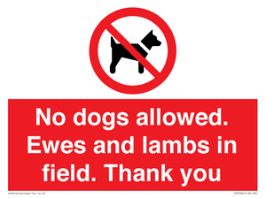 No dogs allowed. Ewes and lambs in field. Thank you