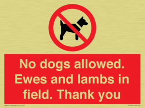 No dogs allowed. Ewes and lambs in field. Thank you