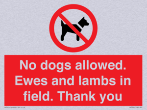 No dogs allowed. Ewes and lambs in field. Thank you
