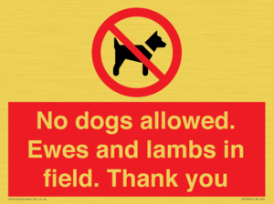 No dogs allowed. Ewes and lambs in field. Thank you