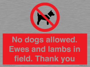 No dogs allowed. Ewes and lambs in field. Thank you
