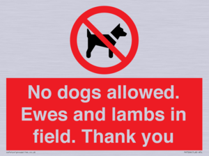 No dogs allowed. Ewes and lambs in field. Thank you