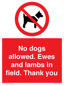 No dogs allowed. Ewes and lambs in field. Thank you