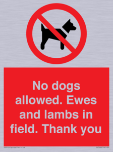 No dogs allowed. Ewes and lambs in field. Thank you