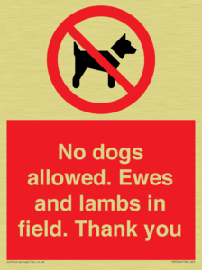 No dogs allowed. Ewes and lambs in field. Thank you