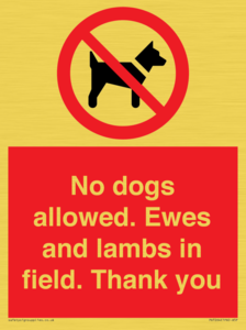 No dogs allowed. Ewes and lambs in field. Thank you
