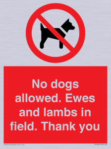 No dogs allowed. Ewes and lambs in field. Thank you