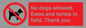 No dogs allowed. Ewes and lambs in field. Thank you