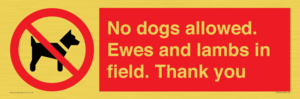 No dogs allowed. Ewes and lambs in field. Thank you