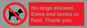 No dogs allowed. Ewes and lambs in field. Thank you