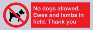 No dogs allowed. Ewes and lambs in field. Thank you