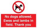 no-dogs-allowed-ewes-and-lambs-in-field-thank-you~