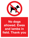 no-dogs-allowed-ewes-and-lambs-in-field-thank-you~