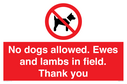 no-dogs-allowed-ewes-and-lambs-in-field-thank-you~