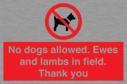 no-dogs-allowed-ewes-and-lambs-in-field-thank-you~