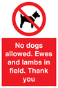 no-dogs-allowed-ewes-and-lambs-in-field-thank-you~