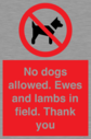 no-dogs-allowed-ewes-and-lambs-in-field-thank-you~
