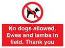 no-dogs-allowed-ewes-and-lambs-in-field-thank-you~