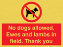 no-dogs-allowed-ewes-and-lambs-in-field-thank-you~
