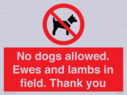 no-dogs-allowed-ewes-and-lambs-in-field-thank-you~