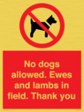 no-dogs-allowed-ewes-and-lambs-in-field-thank-you~