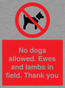 no-dogs-allowed-ewes-and-lambs-in-field-thank-you~