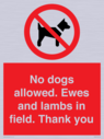 no-dogs-allowed-ewes-and-lambs-in-field-thank-you~