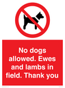no-dogs-allowed-ewes-and-lambs-in-field-thank-you~
